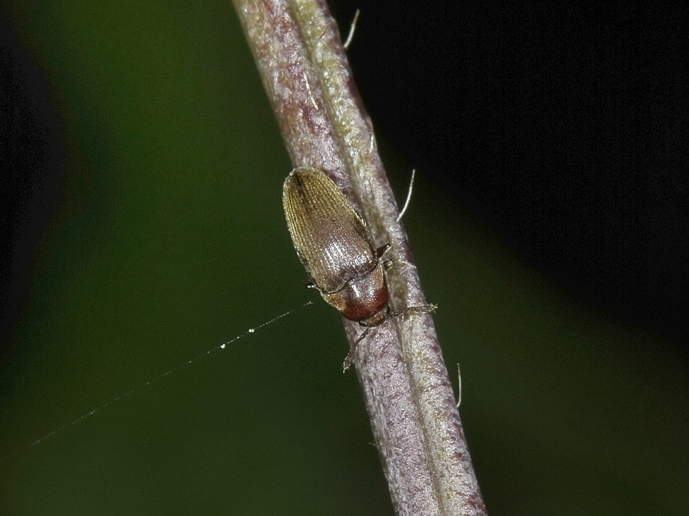 Throscidae: Trixagus sp.